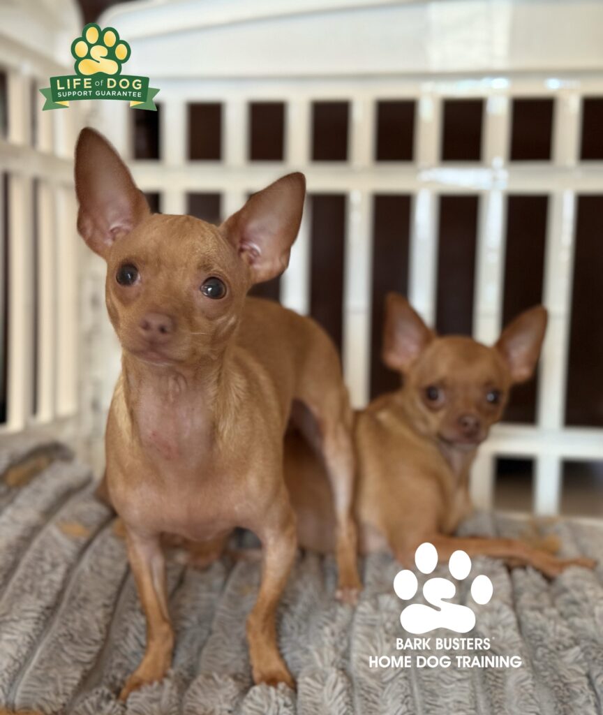Chihuahuas learning obedience in Bonita Springs, FL