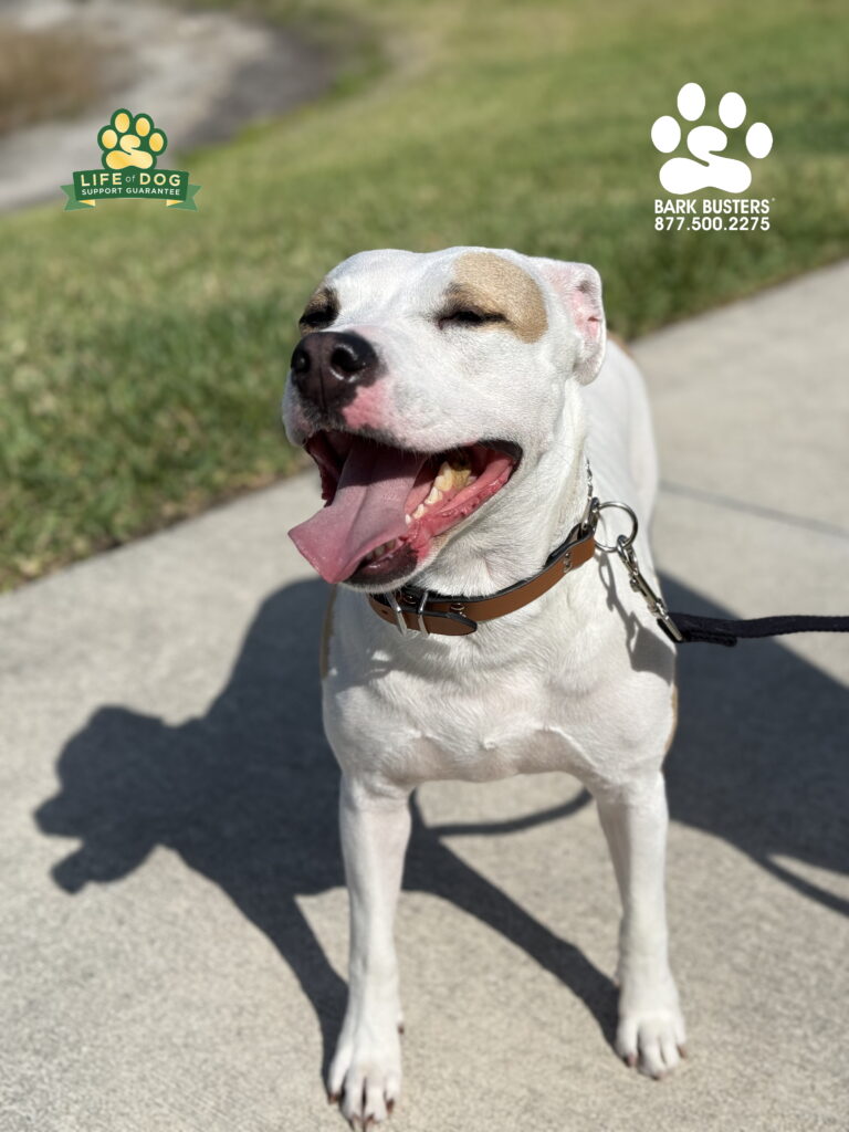 #pibble working on leash manners in Fort Myers, FL.