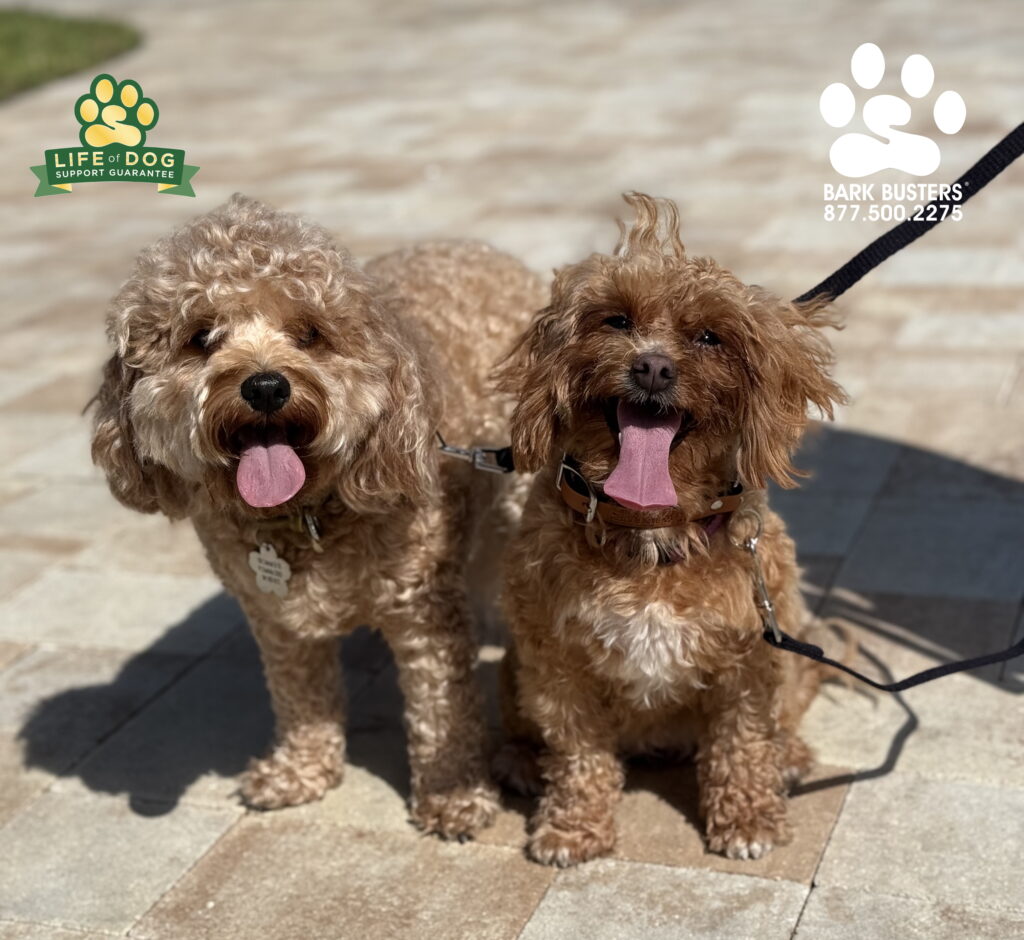 Lily & Lacey #cavapoo learning to not rush out the front door and to walk properly without pulling their mom! Fort Myers' best dog trainer.