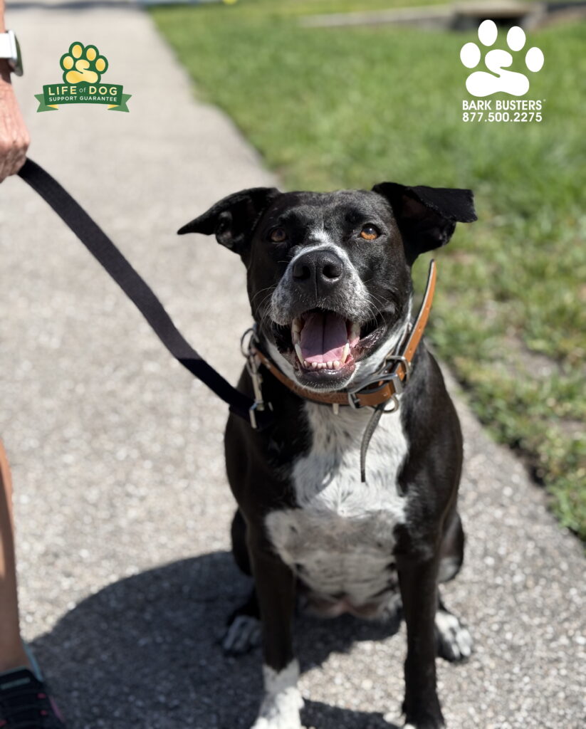 Mandy the #labmix had a great lesson learning to walk on a loose leash in Cape Coral, FL!
