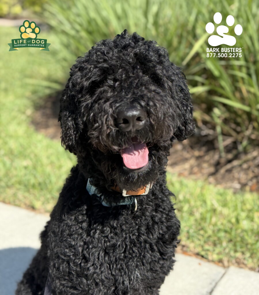 Marvelous Max the #berenedoodle needed to learn proper leash manners and greeting people at the front door manners. Fort Myers' best dog trainer!