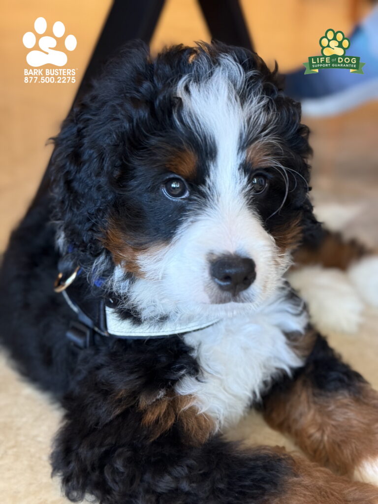 Moose the 3-month-old #bernedoodle is off to a great start with our #puppylesson here in Fort Myers.