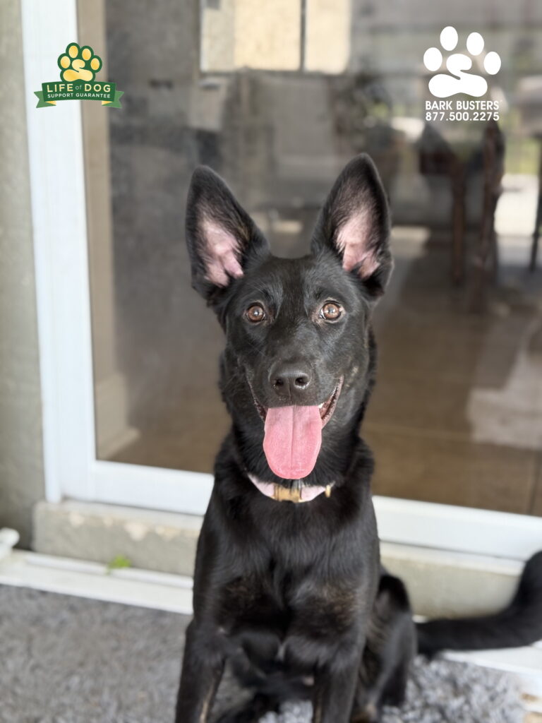 #GSDmix learns to be more relaxed in the home and outside in the backyard. Cape Coral, FL