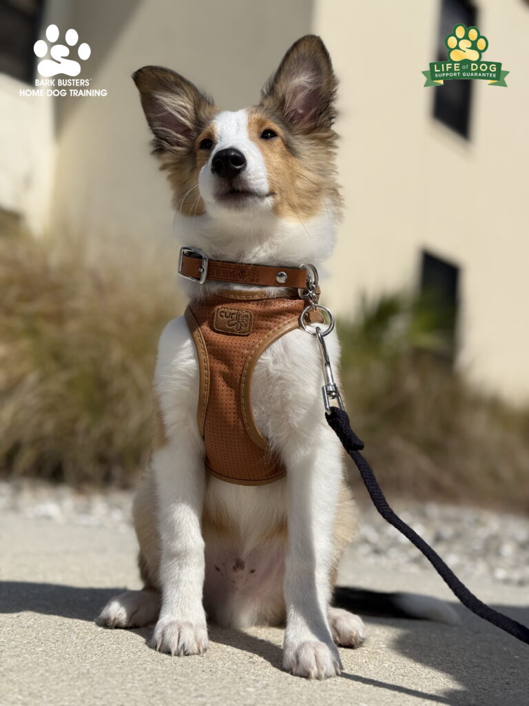 Dog Training at FGCU, Estero