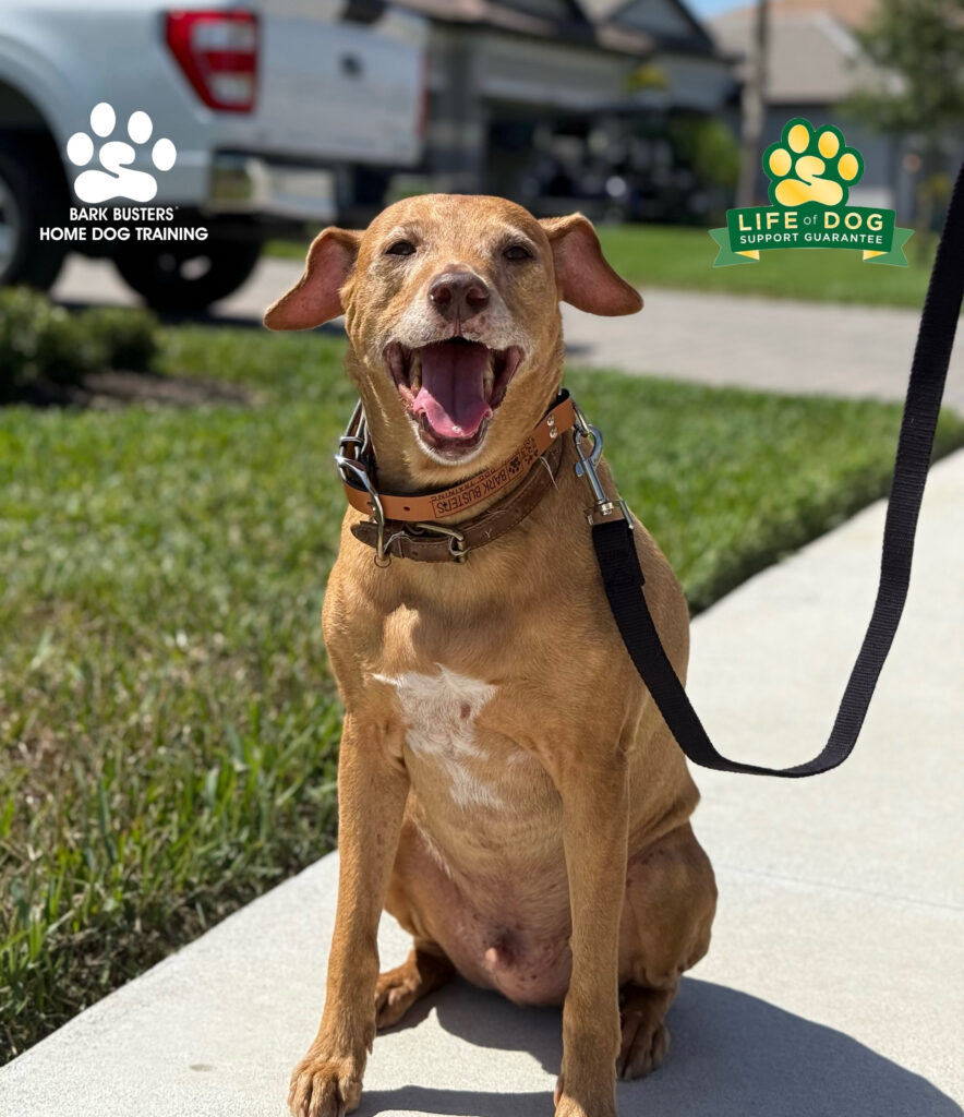 Dog training in Estero Florida
