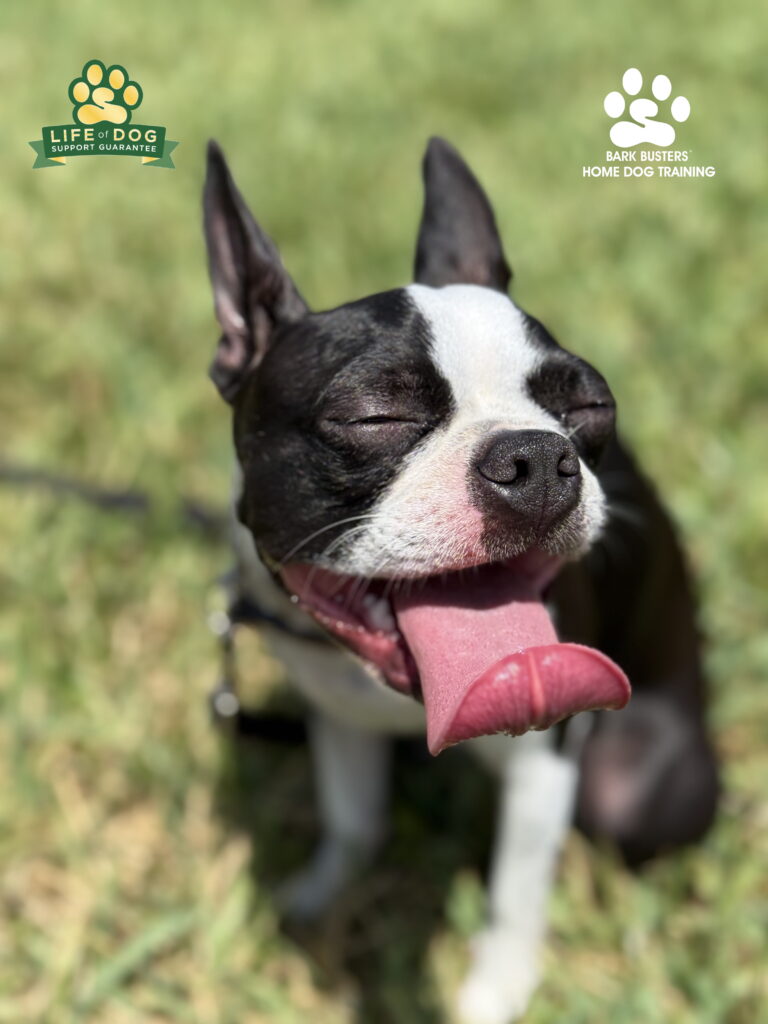 Boston Terrier dog training in Fort Myers.