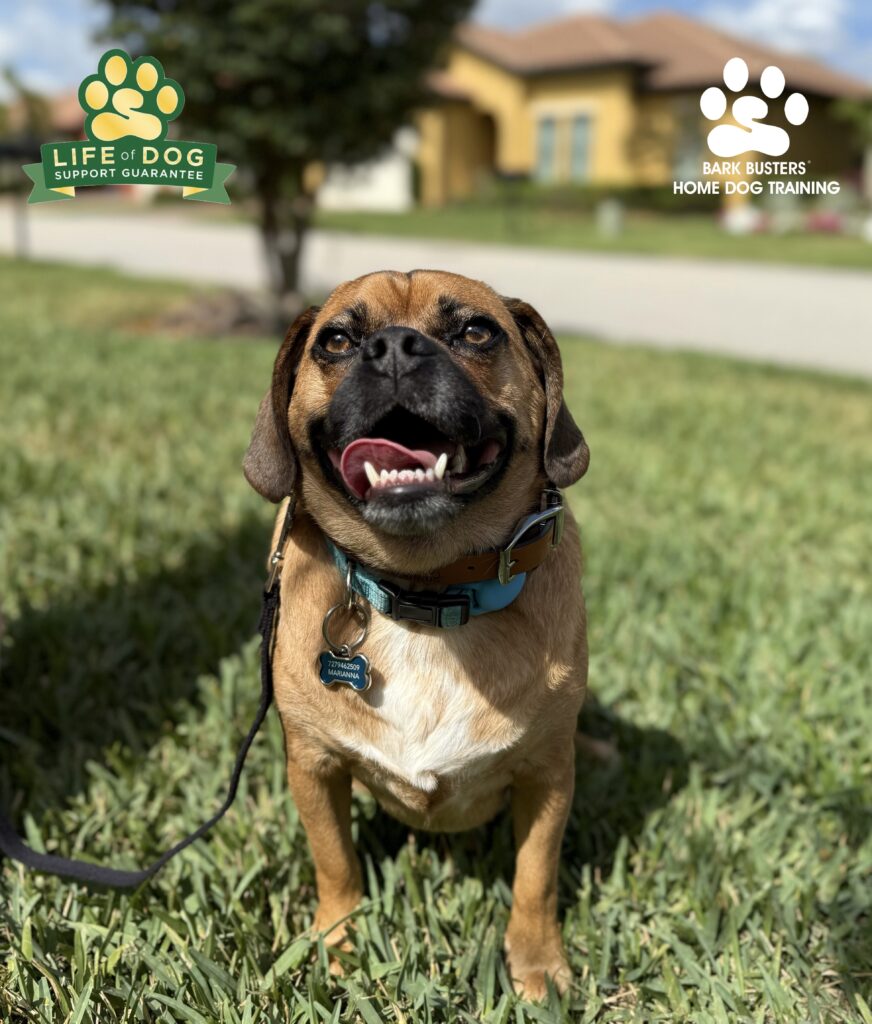Puggle learns to greet guests quietly in Fort Myers.