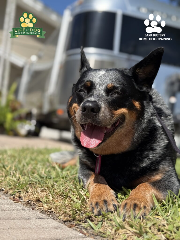 Blue Heeler learns to walk on a loose leash in Fort Myers, FL.