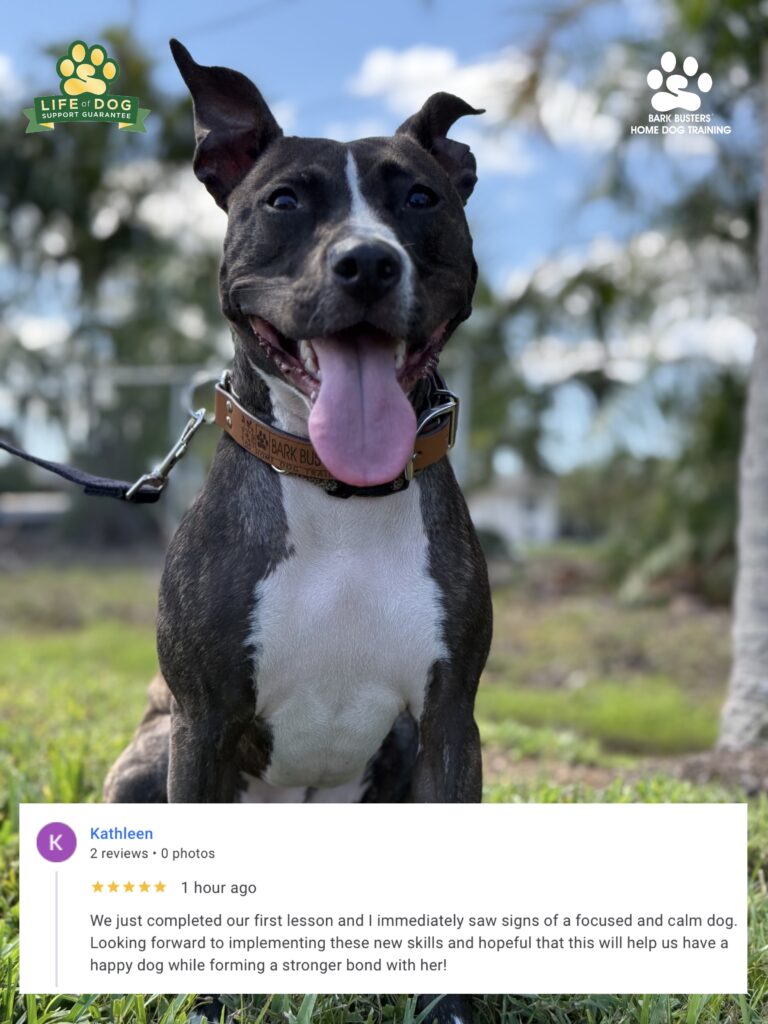 dog training in Fort Myers