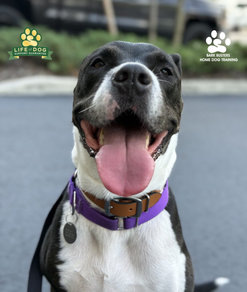 dog training and leash training in fort myers, fl