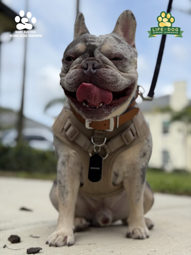 French Bulldog dog training in Fort Myers, FL