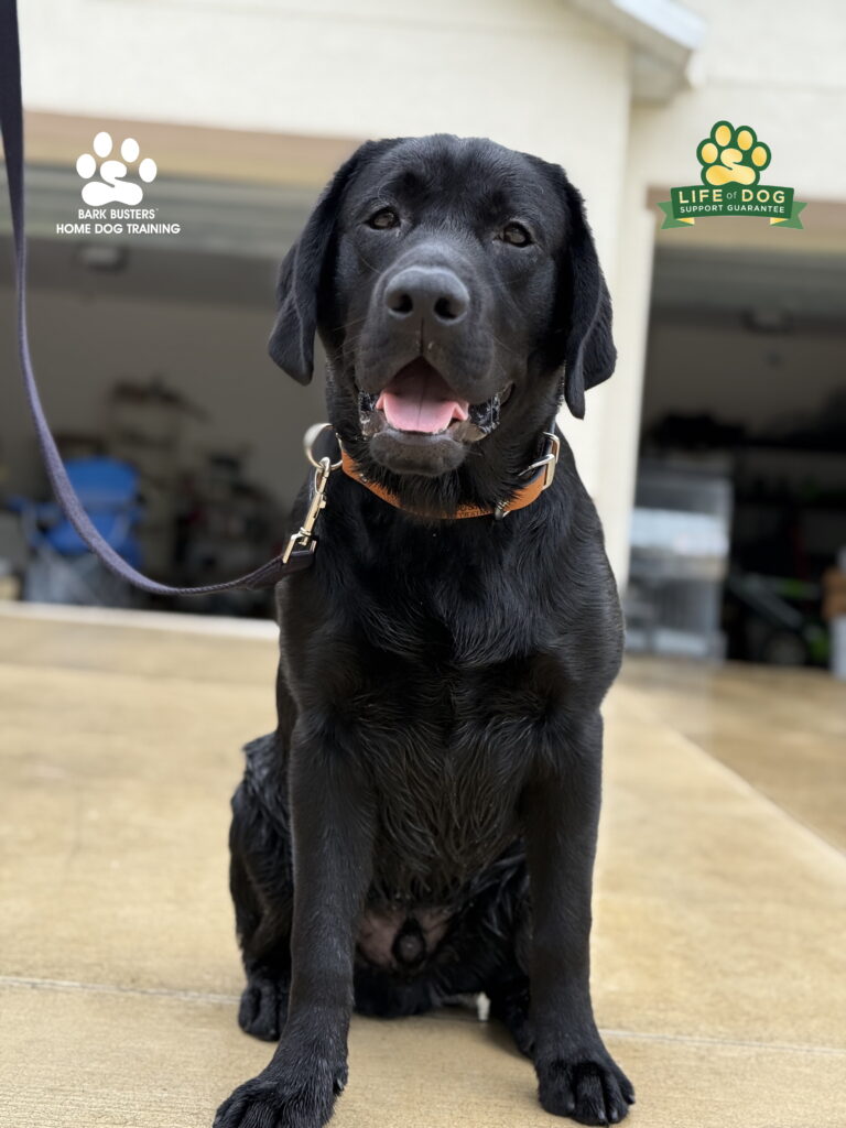 Shadow learned to walk on a loose leash and to behave around his older brother in Fort Myers, FL.