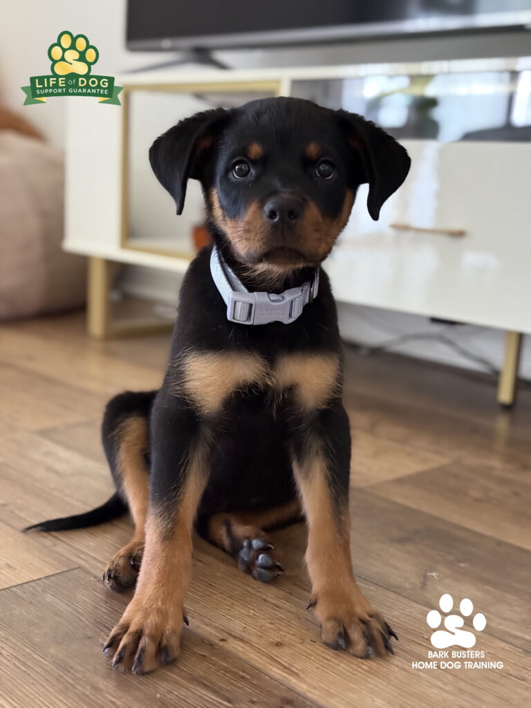 Rottweiler puppy gets dog training in Fort Myers.