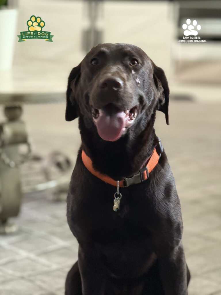 Labrador Retriever learns front door manners and proper leash walking.