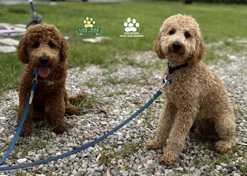 Goldendoodles get dog training in Lehigh Acres, FL