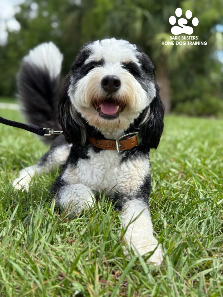 Bernedoodle dog training in Estero, FL