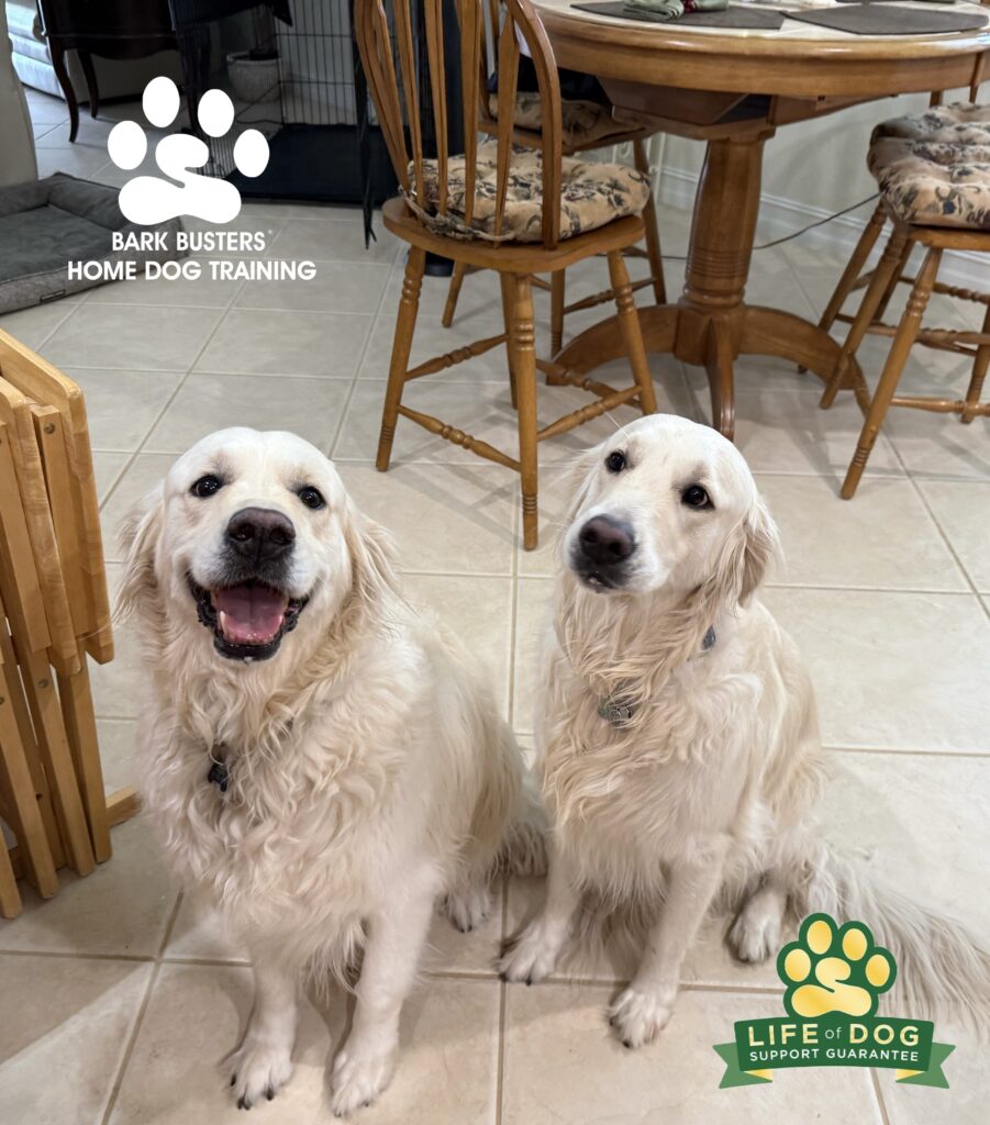 Golden Retriever dog training in Fort Myers