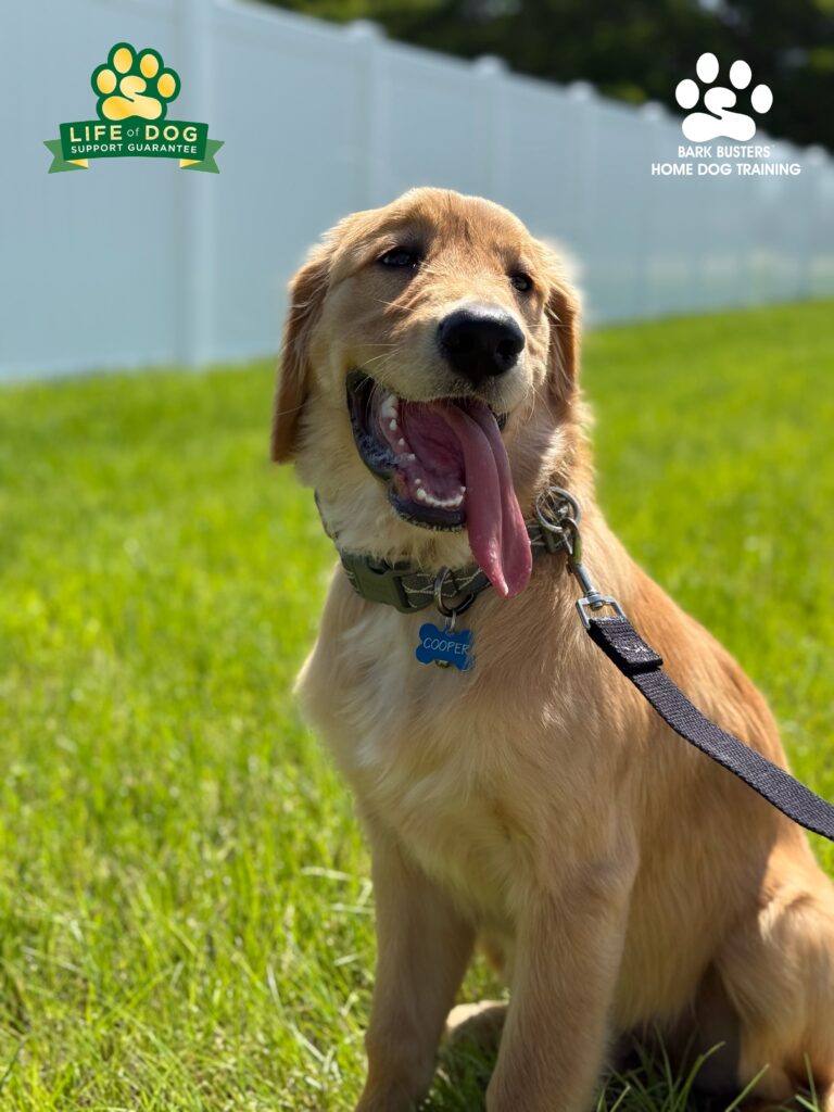 Golden Retriever dog training in Cape Coral.