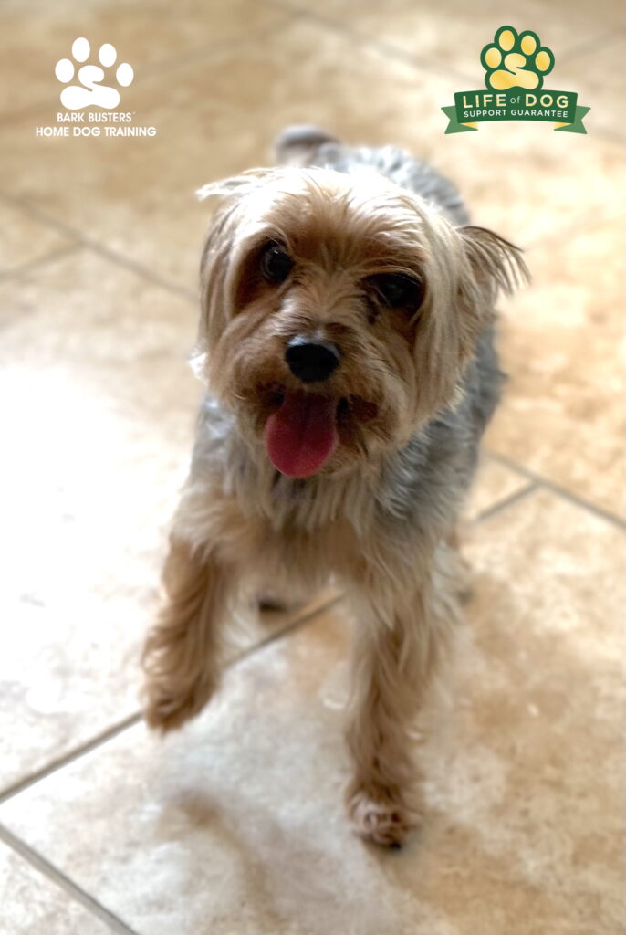 #yorkie #yorkshireterrier dog training Fort Myers