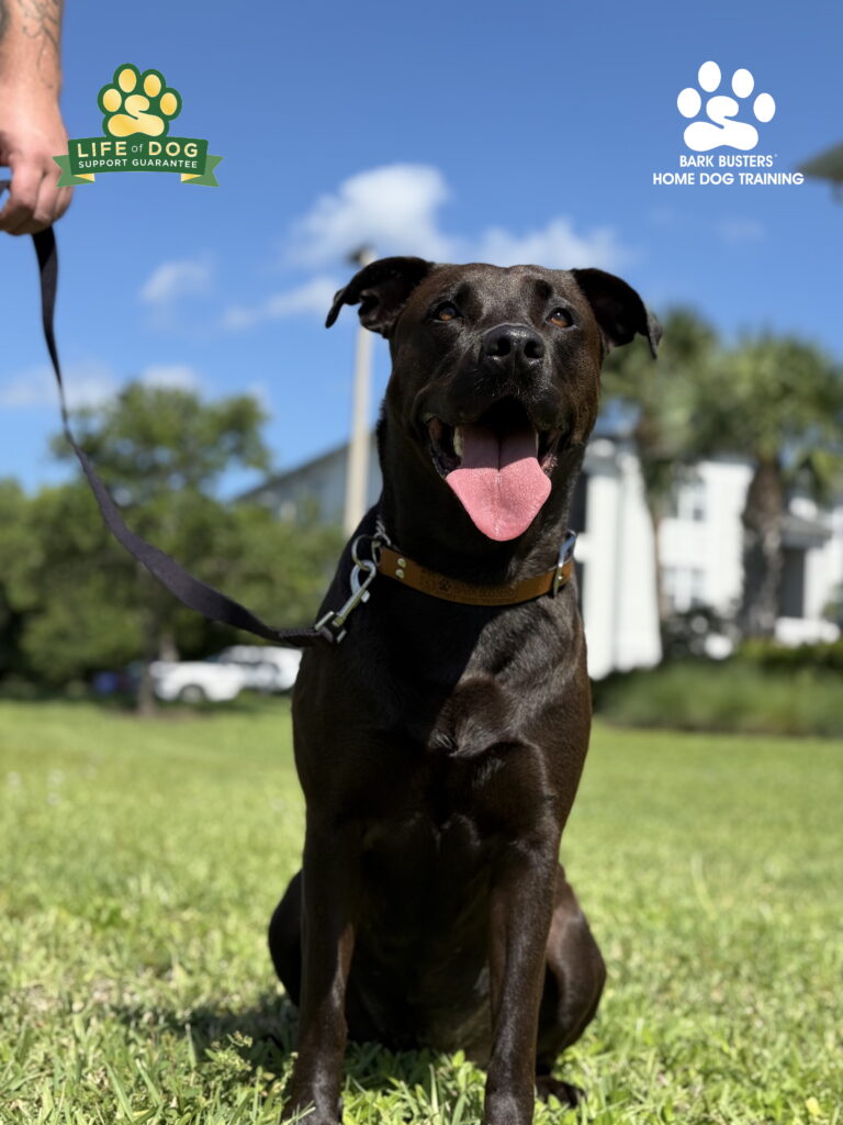 #labradormix #Rottweilermix dog training Fort Myers