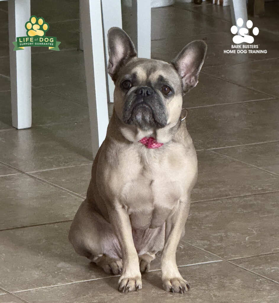French Bulldog dog training in Cape Coral, FL