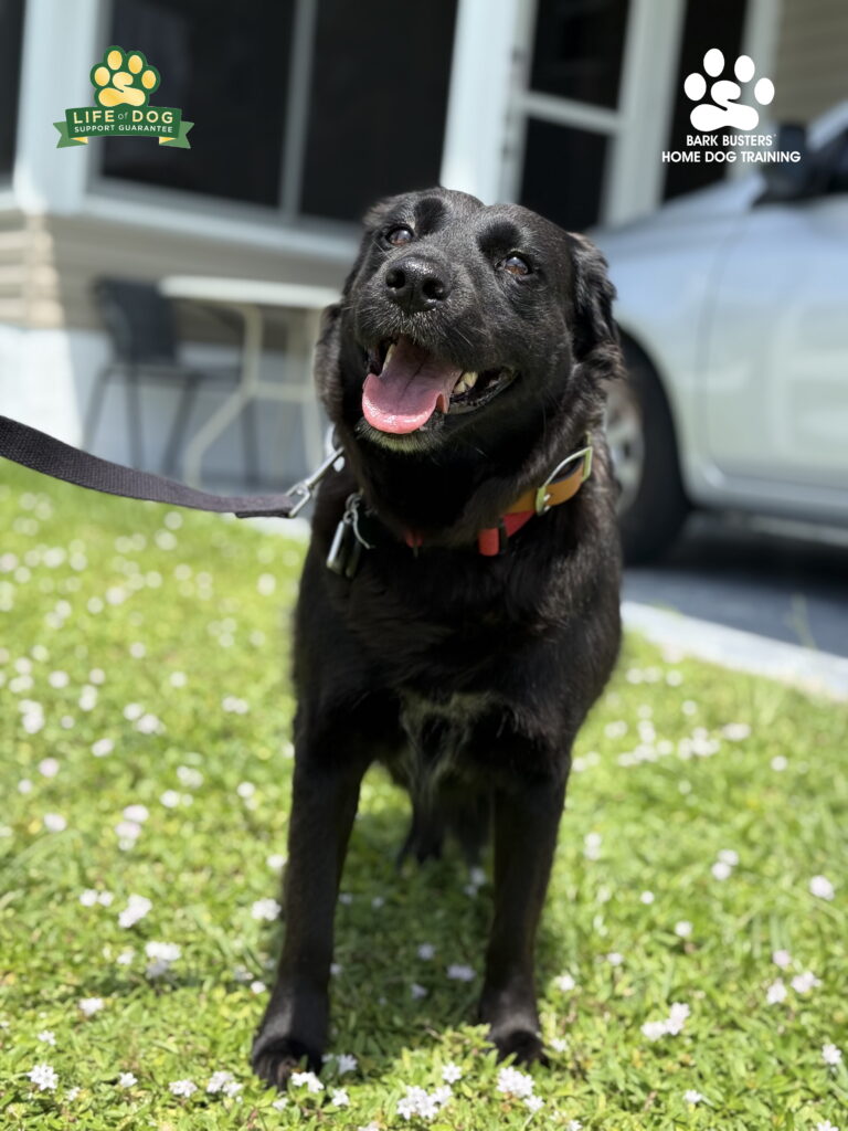 #labradormix dog training Fort Myers