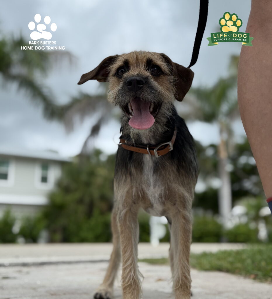 Dog training on Sanibel Island, FL