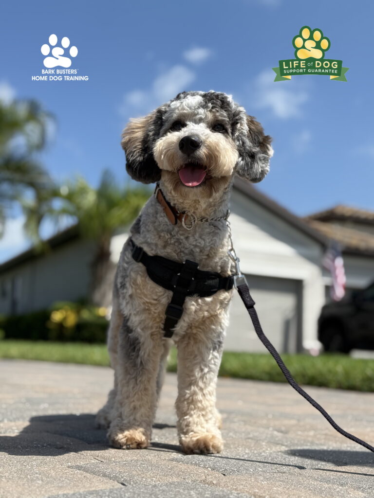 Dog training Estero, Florida