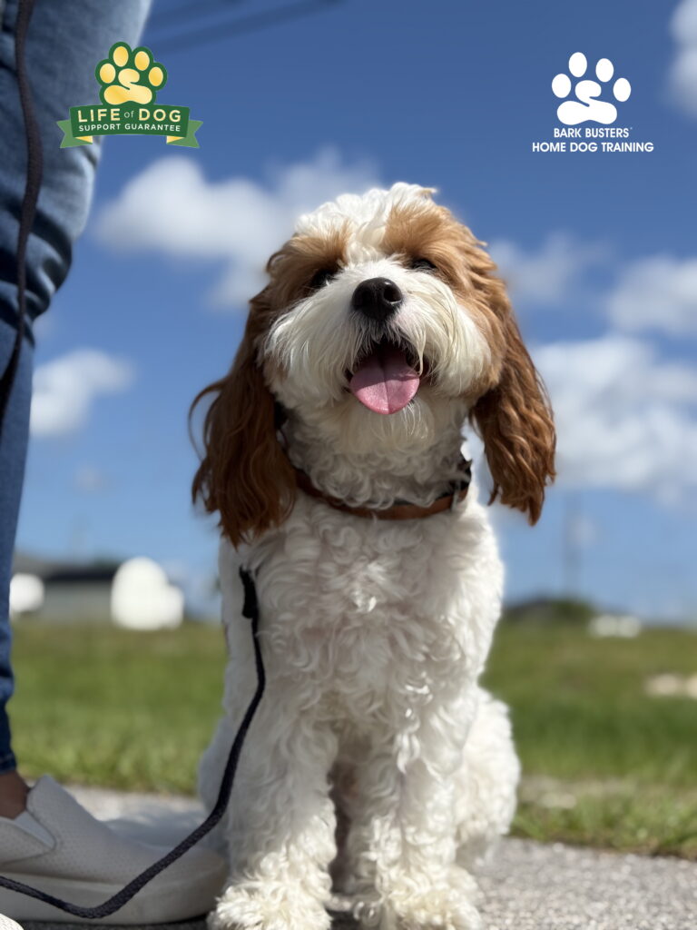 Dog Training Burnt Store Road, Cape Coral, FL