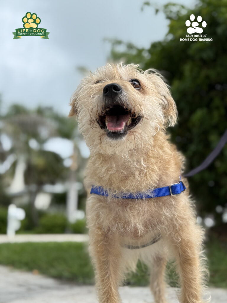 Dog Training Sanibel Island, FL