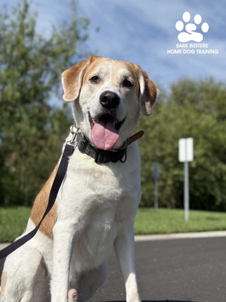 Dog Training Fort Myers, FL