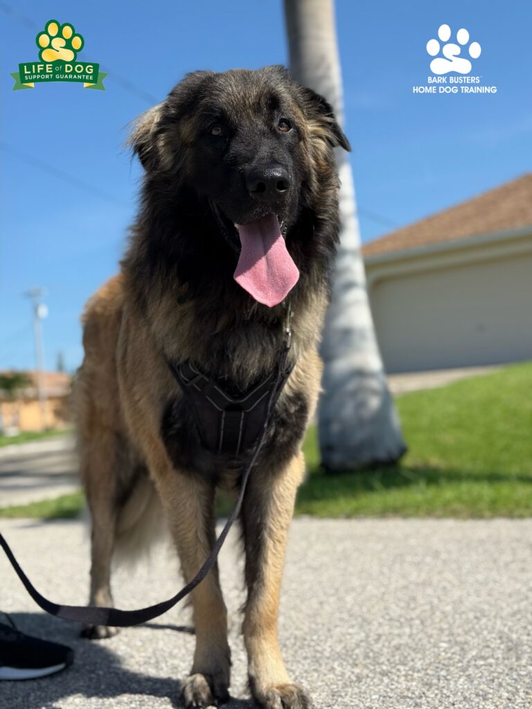 Dog training Cape Coral, Florida