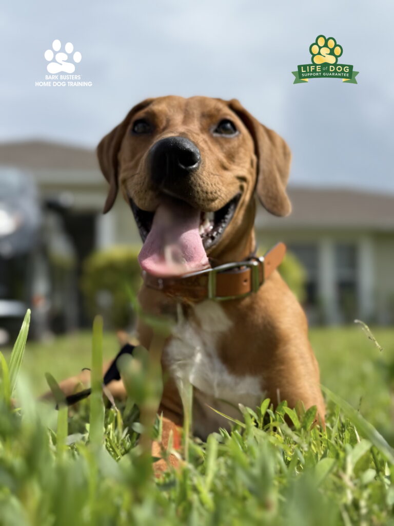 Dog Training in Cape Coral, FL