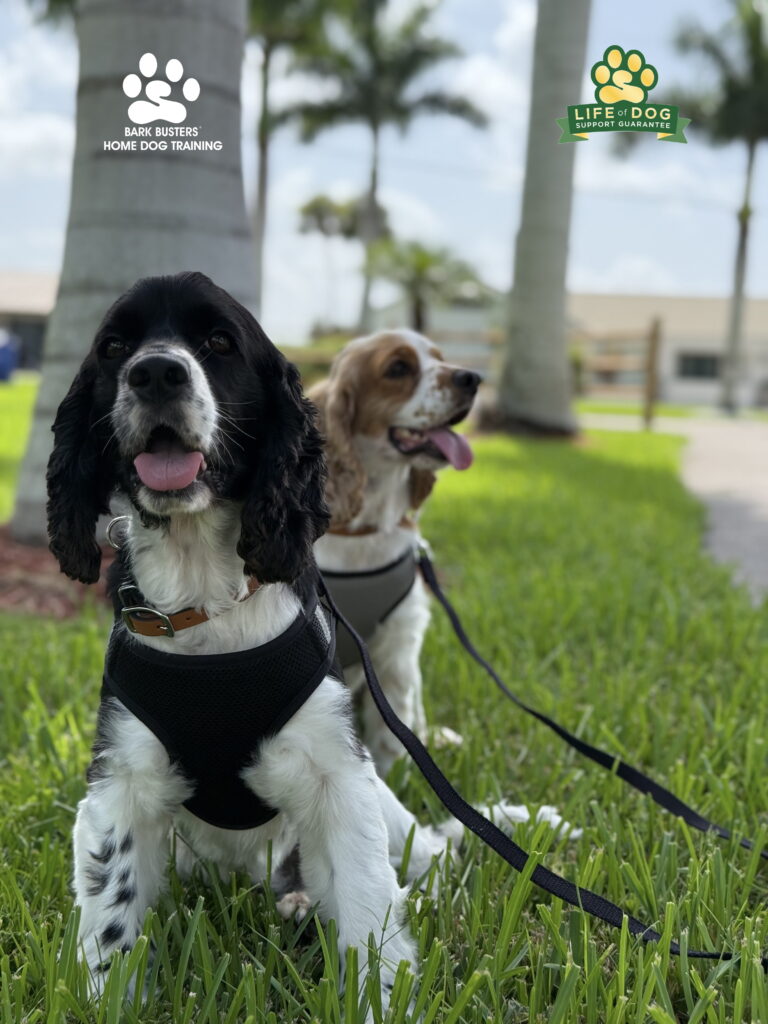 Dog training in Fort Myers, Florida