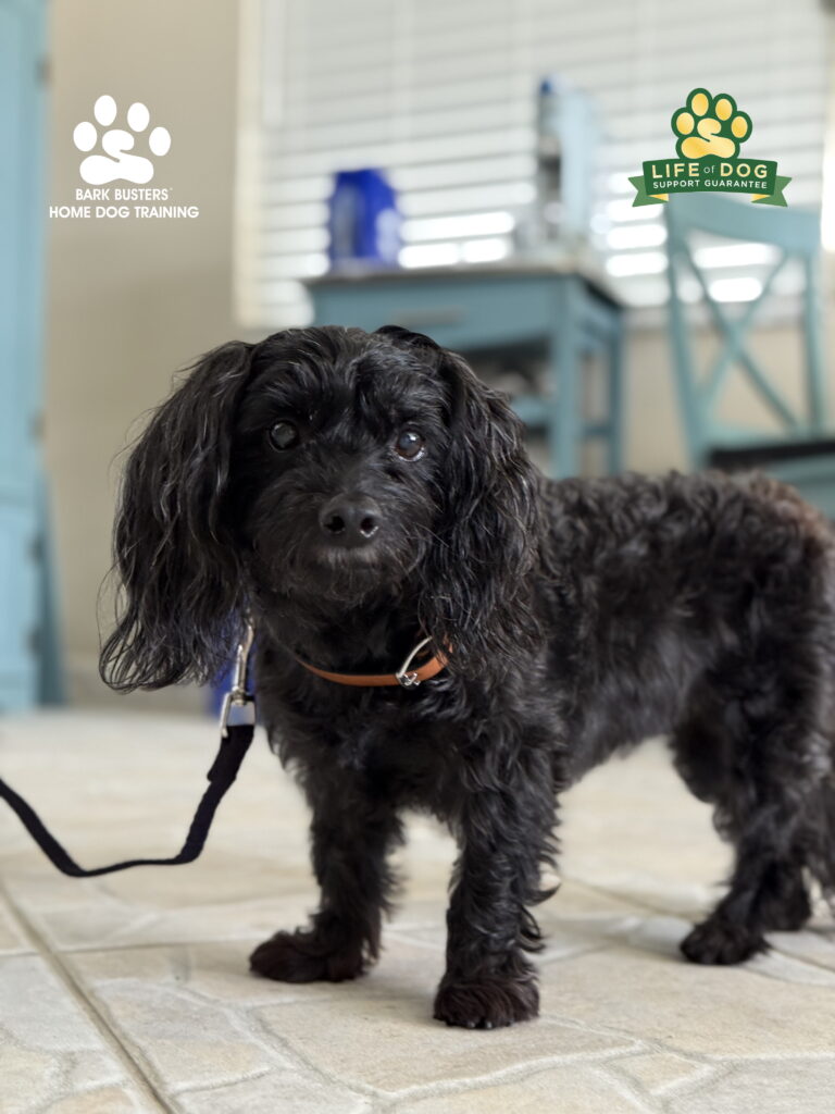 Dog training in Bonita Springs, Florida