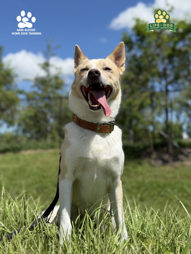 Dog training in Cape Coral, FL