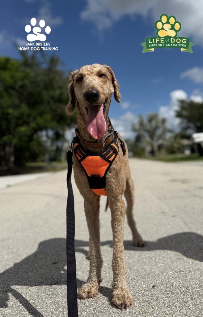 Dog Training in Cape Coral, FL