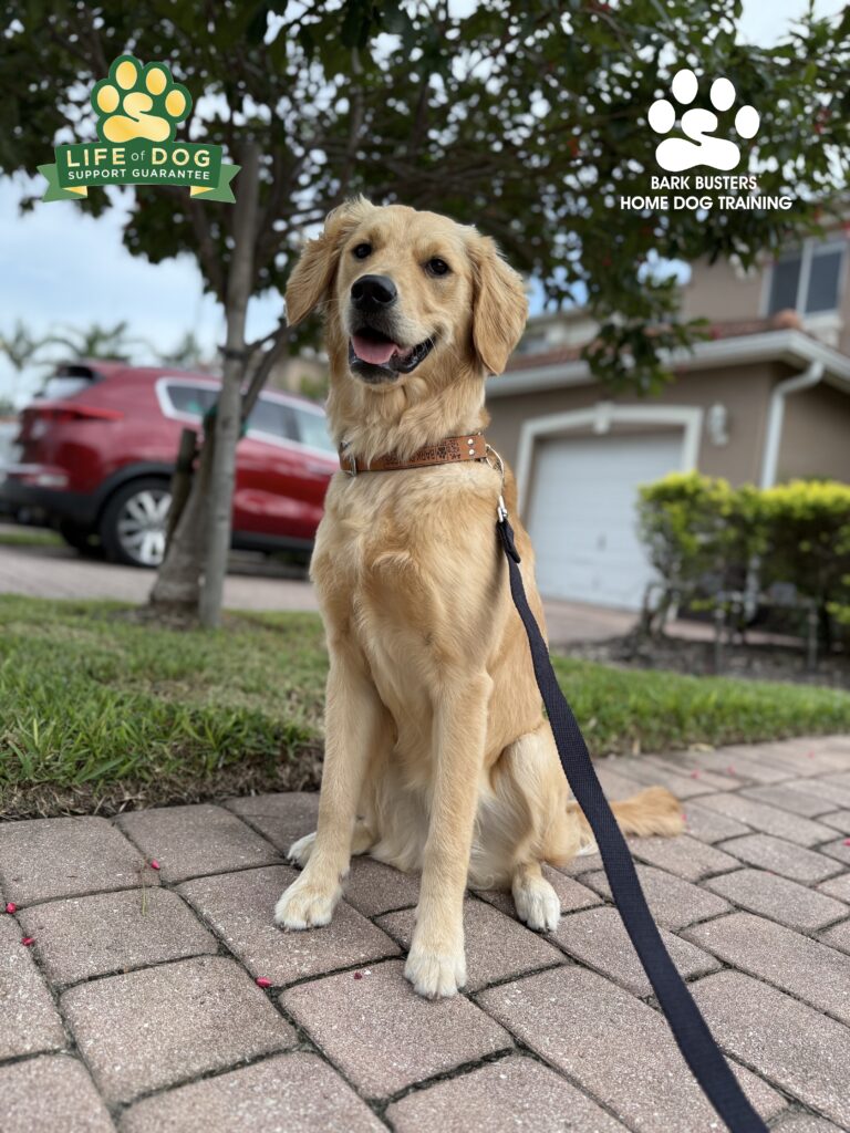Dog Training in Fort Myers, Florida