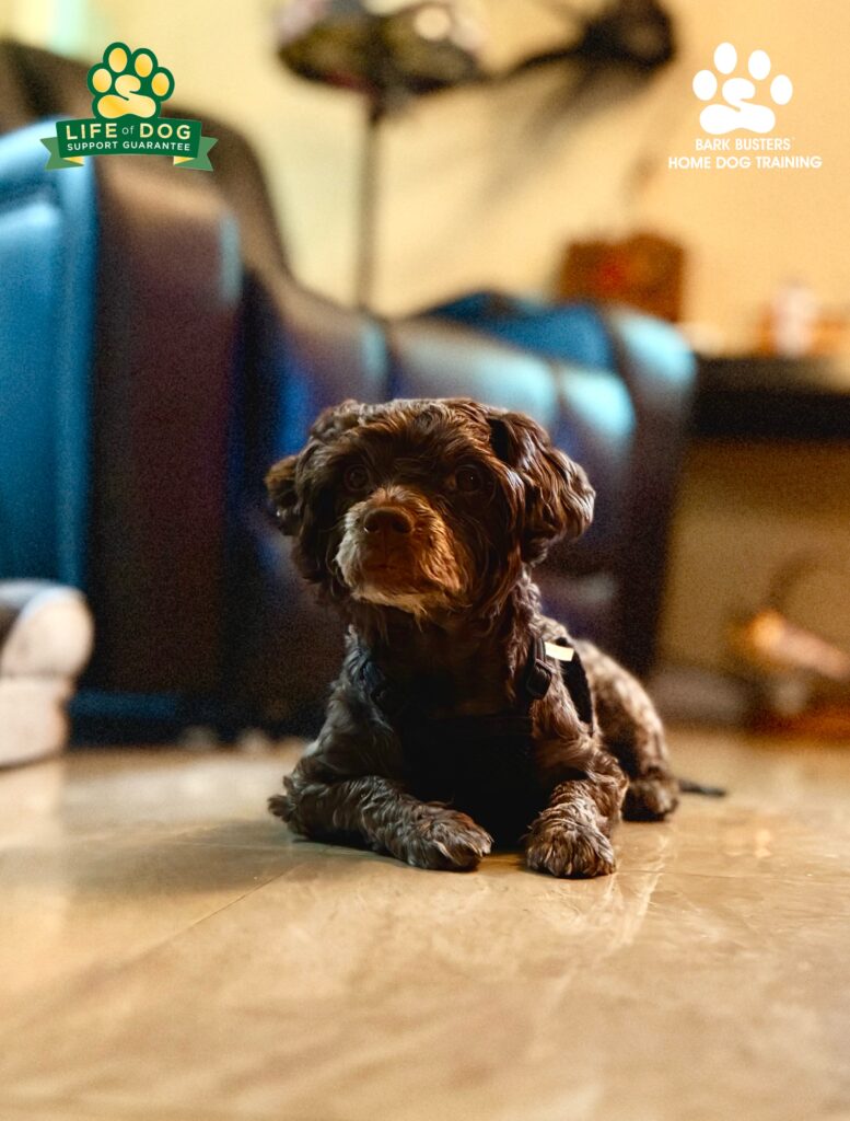 Dog training in Fort Myers, FL