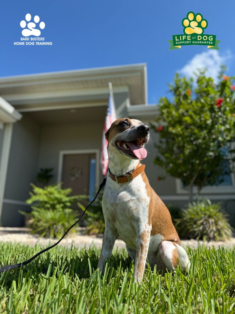 Dog training in Cape Coral, Florida