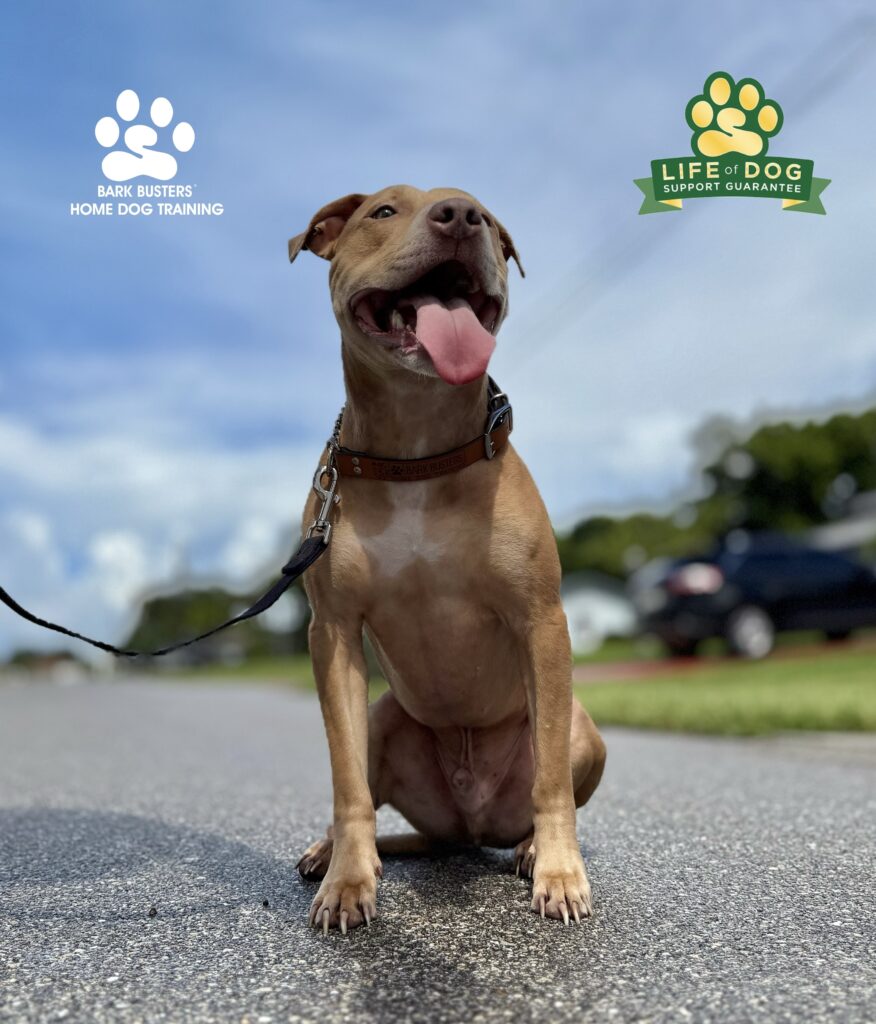 Dog Training in Cape Coral, FL