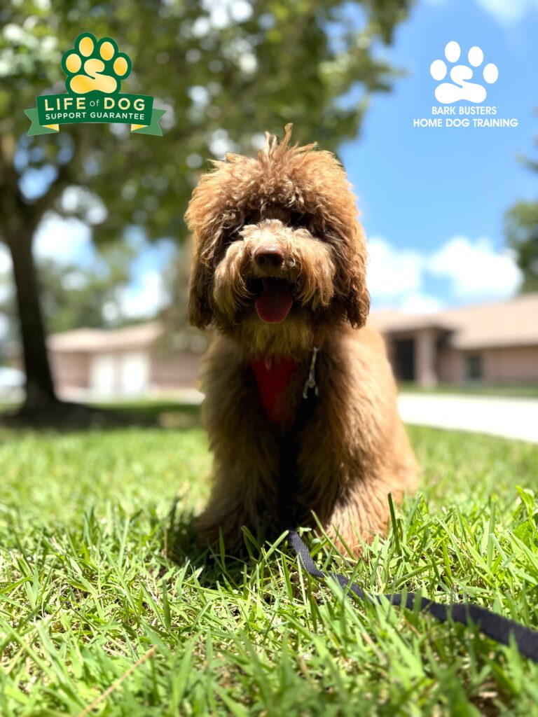 Dog Training in Alva, Florida