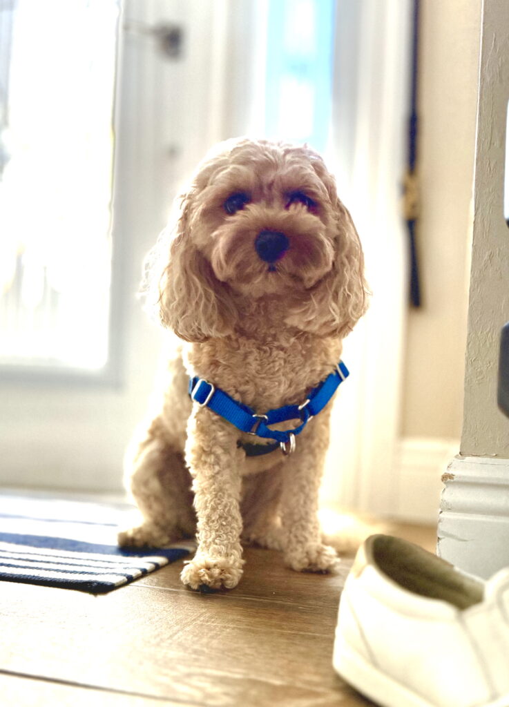 Dog training Olde Hickory Golf Club, Fort Myers, FL