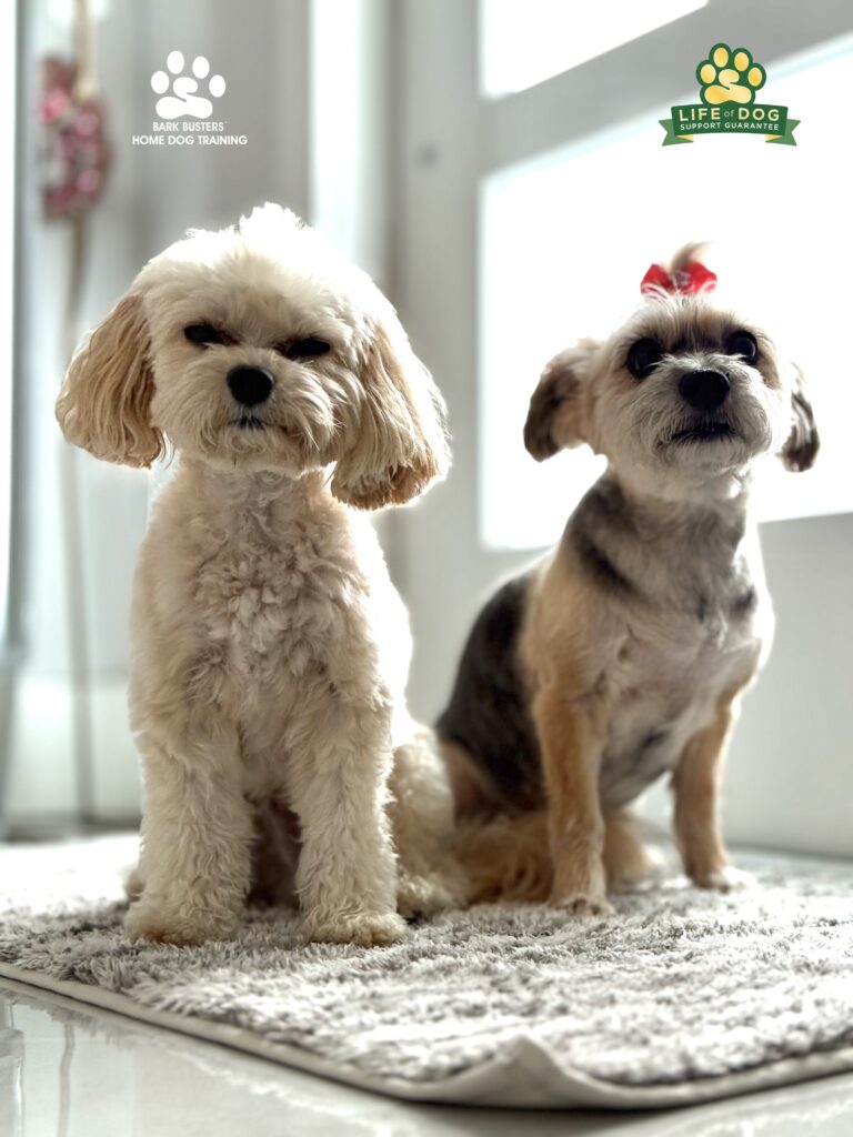 Dog training in Fort Myers Shores, Fort Myers, FL