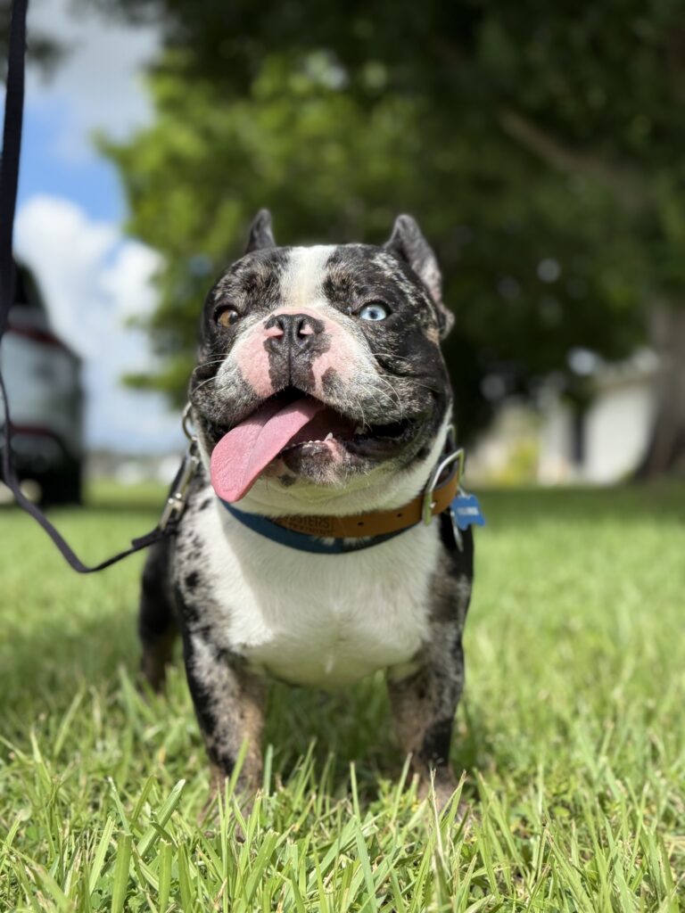 Dog training in Cape Coral, FL