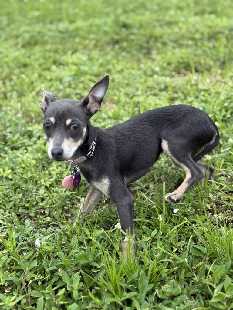 Dog Trainer Dog Training in Cape Coral