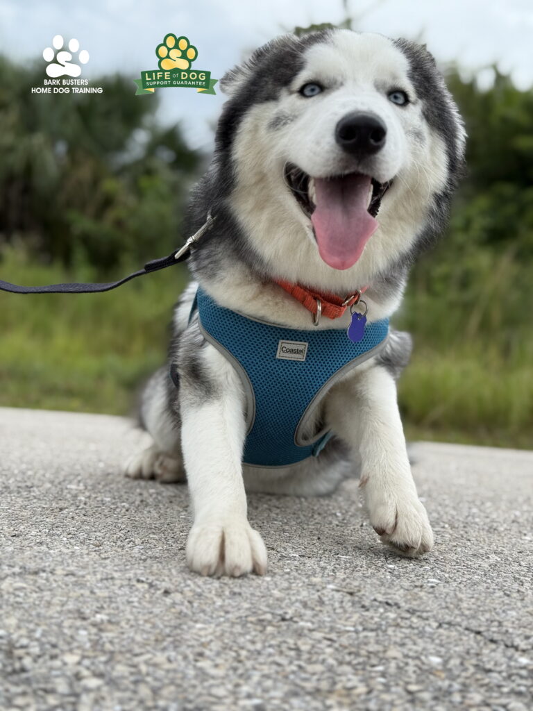 Dog Training in Lehigh Acres, FL