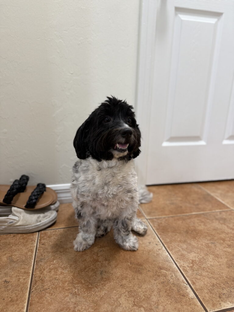 Dog training in SE Cape Coral, FL