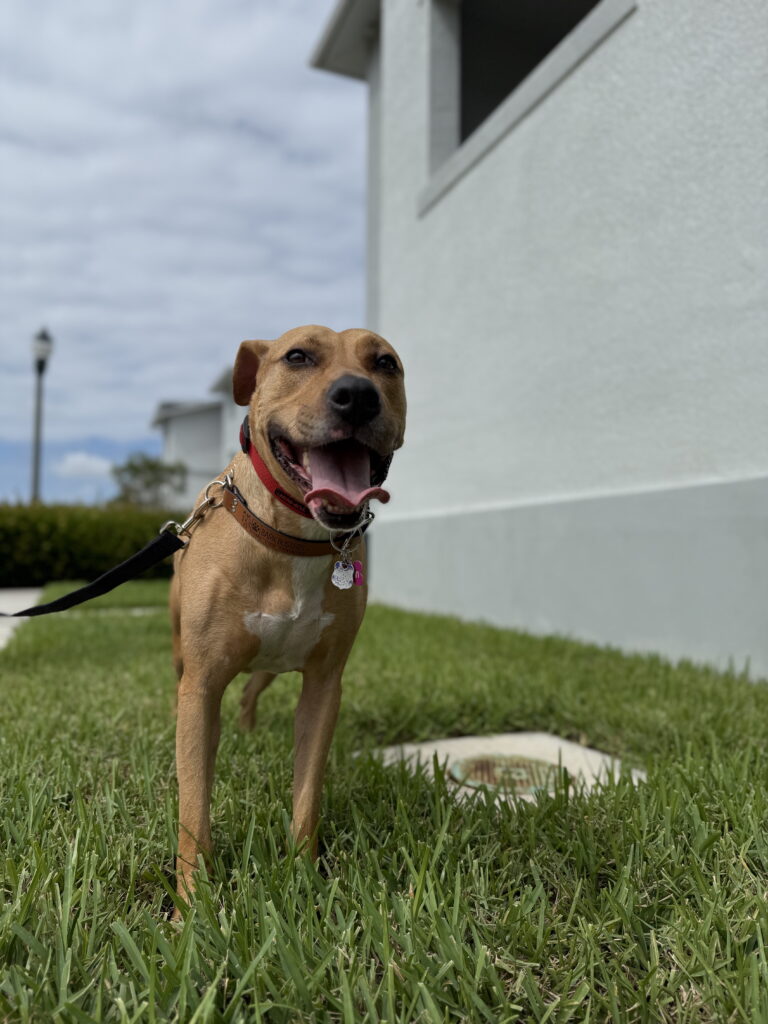 Leash reactivity dog training in North Fort Myers, Florida