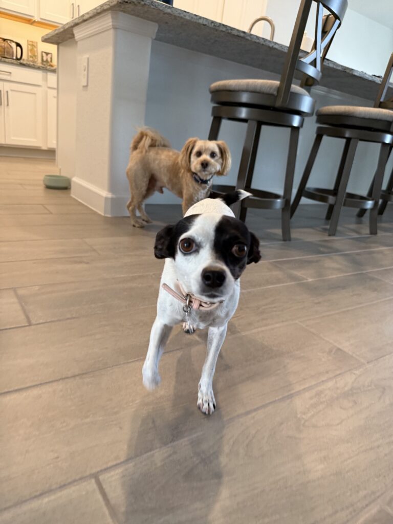 #dogtraining #leashtraining in #riverhall #alva